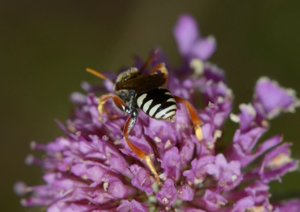 Apidae: Nomada sp.